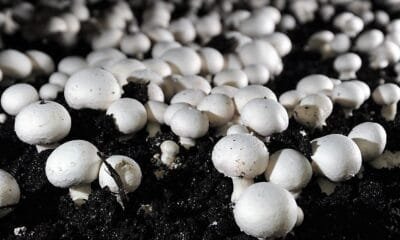 Awareness programme on mushroom cultivation