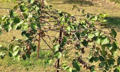 Kiwifruit cultivation in Kashmir
