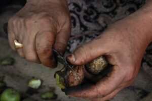Kashmir's walnut harvesting