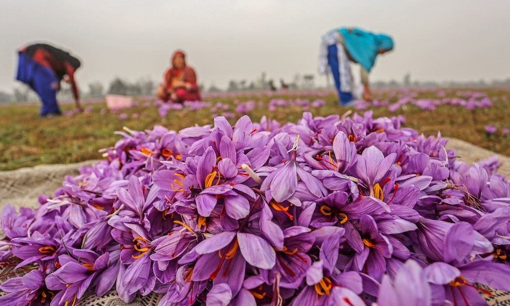 Saffron industry in Kashmir